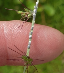 Pseudoregma panicola