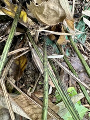 Diplazium taiwanense