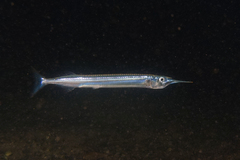 Hyporhamphus ihi