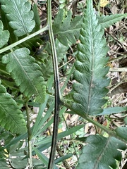 Diplazium taiwanense