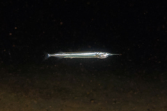 Hyporhamphus ihi