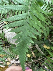 Diplazium taiwanense