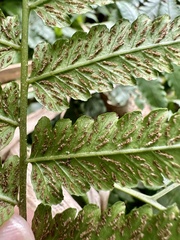 Diplazium taiwanense