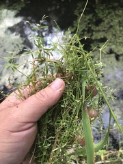Galium trifidum