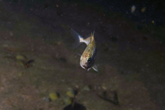 Pseudocaranx georgianus