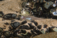 Gobiopterus semivestitus