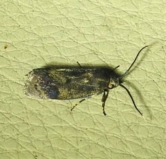 Pycnocera hypoxantha