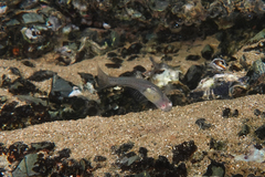 Gobiopterus semivestitus