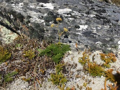 Anisotome cauticola