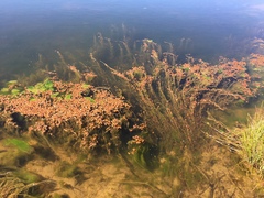 Potamogeton cheesemanii