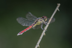 Orthemis biolleyi