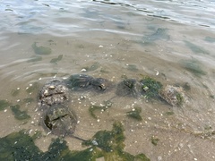 Limulus polyphemus