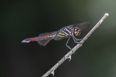 Orthemis biolleyi