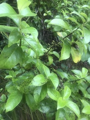 Geniostoma ligustrifolium