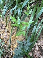 Pteris grevilleana