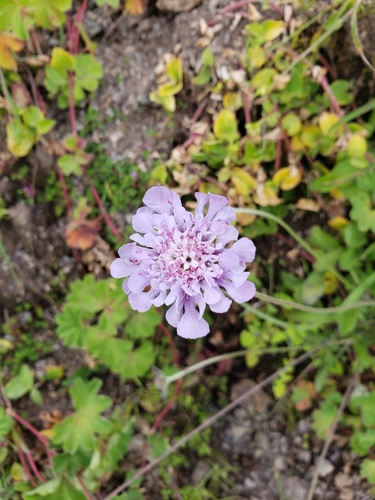 Small Scabious