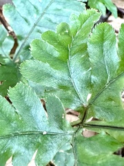 Pteris grevilleana