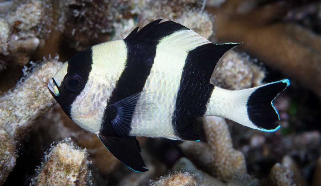 Blacktailed Humbug