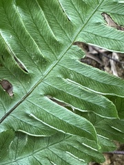 Pteris grevilleana