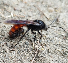 Elaphroptera