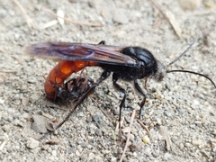 Elaphroptera