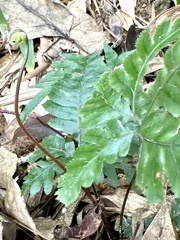 Pteris grevilleana