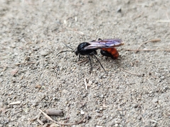 Elaphroptera