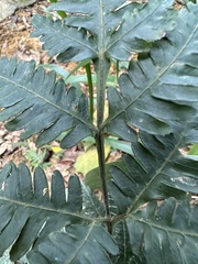 Pteris grevilleana