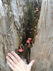 Mycena roseilignicola