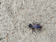 Elaphroptera