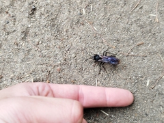 Elaphroptera