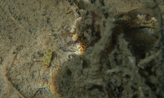 Gobiomorphus breviceps