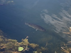 Micropterus floridanus