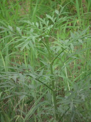 Bidens subalternans