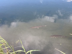 Micropterus floridanus