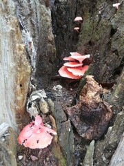 Mycena roseilignicola