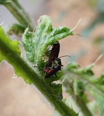 Chauliognathus magellanicus