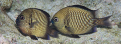 Dascyllus reticulatus