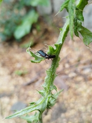 Chauliognathus magellanicus