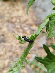 Chauliognathus magellanicus