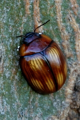 Paropsisterna sexpustulata