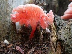 Mycena roseilignicola