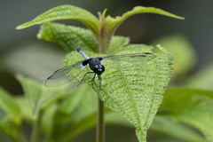 Erythrodiplax laurentia