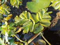 Salvinia molesta