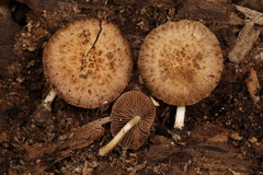 Cystoagaricus