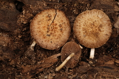 Cystoagaricus