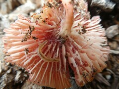 Mycena roseilignicola