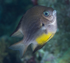 Amblyglyphidodon leucogaster