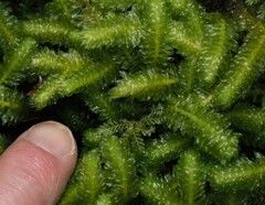 Schistochila nobilis