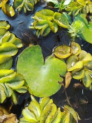 Nymphaea mexicana